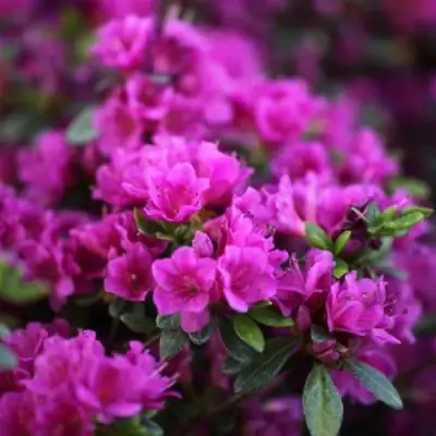 Азалия ГЕЙША ПЕРПЛ японская в Борисове