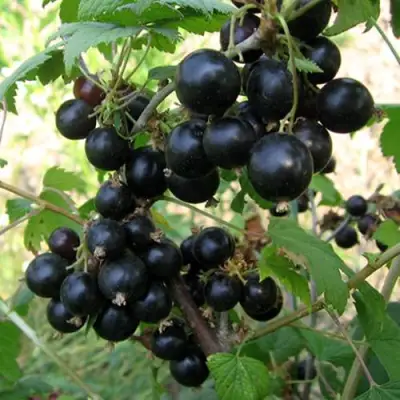 Смородина чёрная ШАРОВИДНАЯ в Борисове