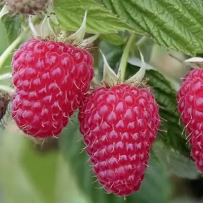 Малина ТУЛАМИН в Борисове