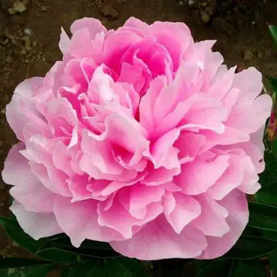 Пион ЛЕТЯЩИЙ ЖУРАВЛЬ травянистый в Борисове