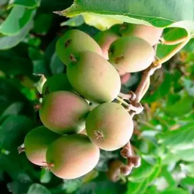 Актинидия ГИБРИДНАЯ КОЛБАСИНОЙ в Борисове