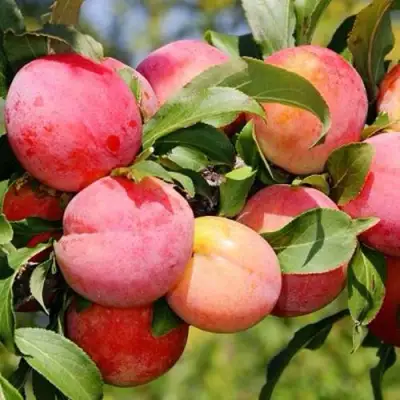 Слива ФАВОРИТЕ ДЕ СУЛТАНО в Борисове