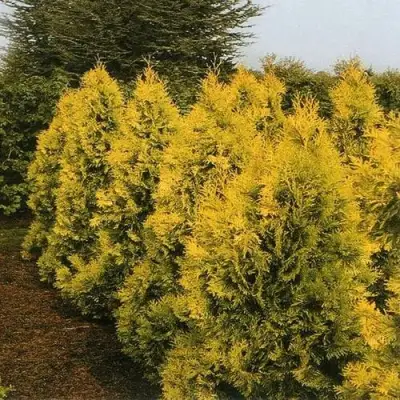Туя ЕВРОПА ГОЛД западная в Борисове