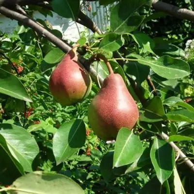 Груша РУМЯНАЯ КЕДРИНА в Борисове