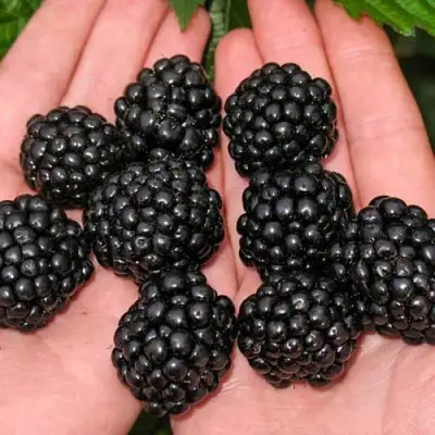 Ежевика ДЖАМБО бесшипная  в Борисове