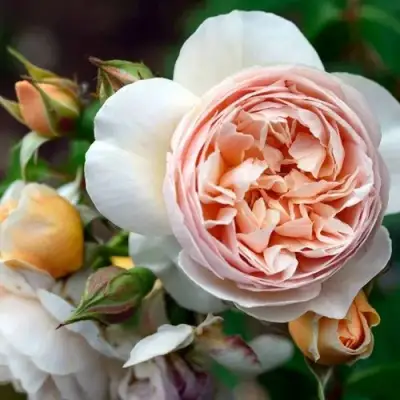 Роза ДЖУЛЬЕТТА английская в Борисове