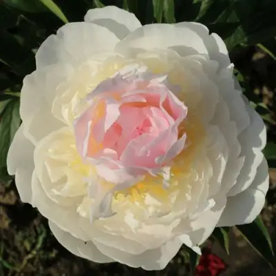 Пион БЛАШ КВИН травянистый в Борисове