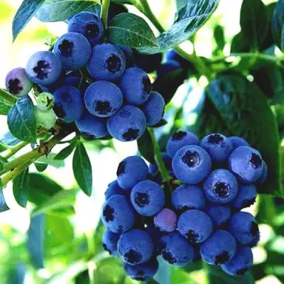 Голубика РЕКА в Борисове