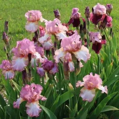 Ирис БЛАШИНГ ПИНК бородатый в Борисове