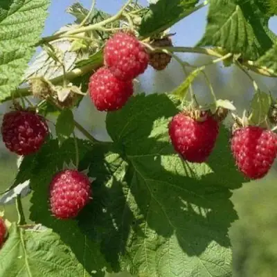 Малина КОЛОКОЛЬЧИК в Борисове