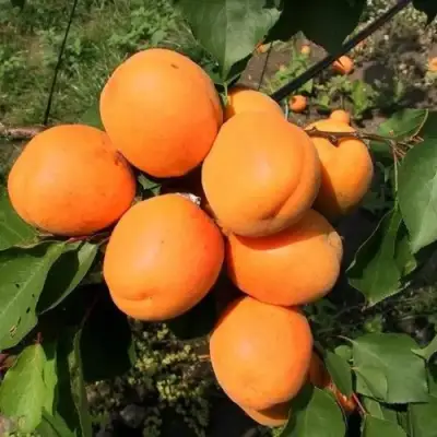 Абрикос ХАРГРАНД в Борисове