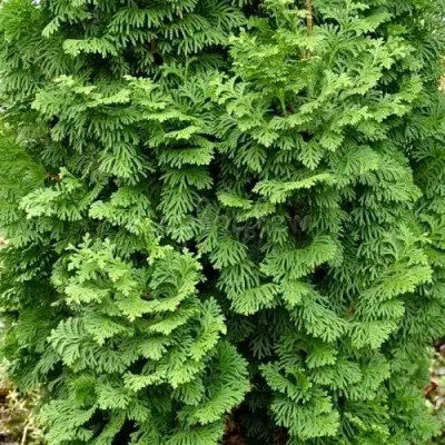 Туя СПИРАЛИС МИНИ западная в Борисове