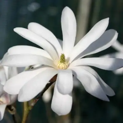 Магнолия РОЯЛ СТАР в Борисове