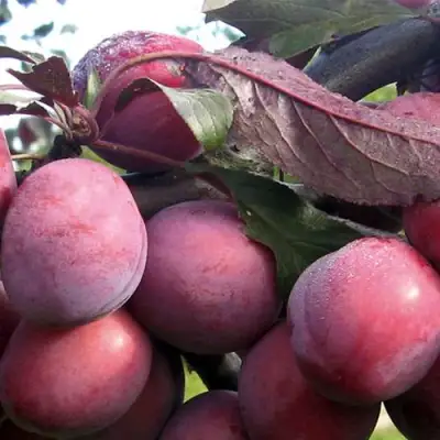 Слива ПАННА в Борисове