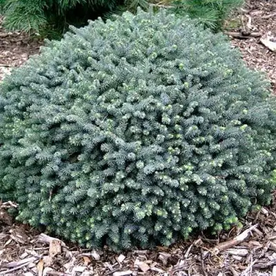 Ель ЭХИНИФОРМИС сизая в Борисове