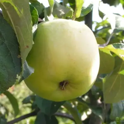 Яблоня АНТОНОВКА ОБЫКНОВЕННАЯ в Борисове