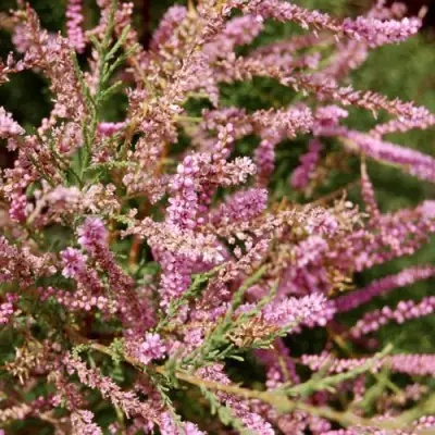 Тамарикс ПИНК КАСКАД в Борисове