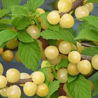 Вишня СНЕВИТ войлочная в Борисове