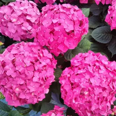 Гортензия ЭНДЛЕСС САММЕР ЛАВ крупнолистная в Борисове