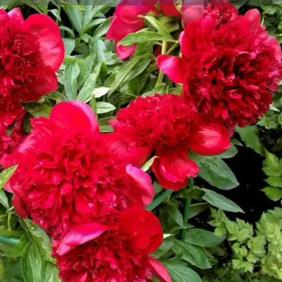 Пион РЕД СПАЙДЕР травянистый в Борисове