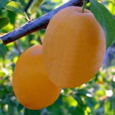 Слива НАТАША в Борисове