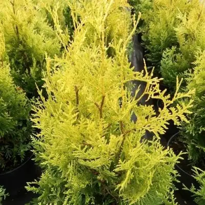 Туя ГОЛДЕН БРАБАНТ западная в Борисове