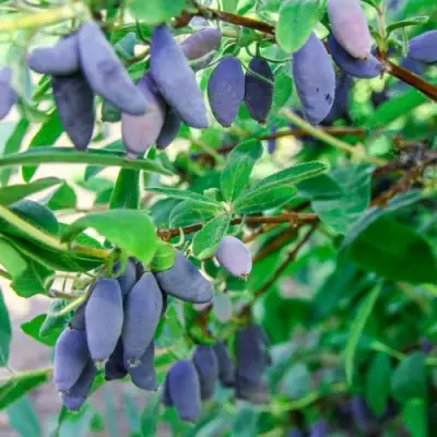 Жимолость съедобная БЛЮ БАНАНА (ГОЛУБОЙ БАНАН) в Борисове