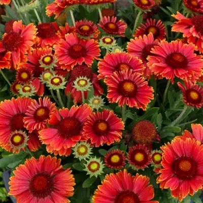 Гайлардия АРИЗОНА РЕД ШЕЙДС в Борисове