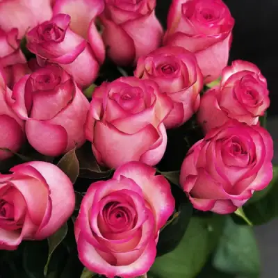 Роза КАРУСЕЛЬ чайно-гибридная в Борисове