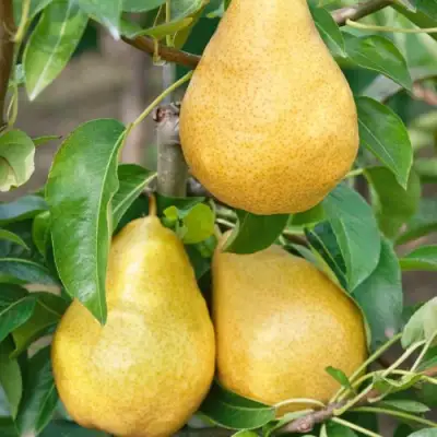 Груша ДЮШЕС ЛЕТНИЙ в Борисове