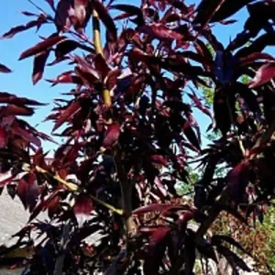 Персик БУРГУНДИ краснолистный в Борисове