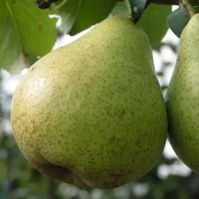 Груша ПЛАТОНОВСКАЯ в Борисове