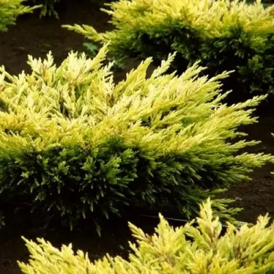 Можжевельник ЛАЙМ ГЛОУ горизонтальный  в Борисове