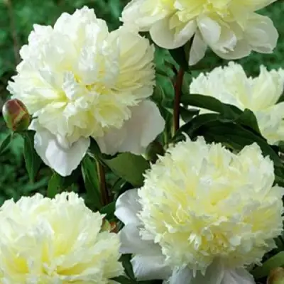 Пион ЛАУРА ДЕСЕРТ травянистый в Борисове