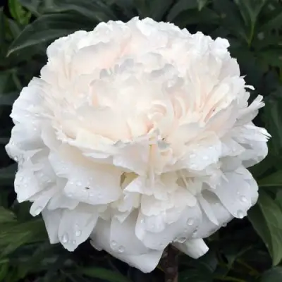 Пион БРАЗЕР ЧАК травянистый в Борисове