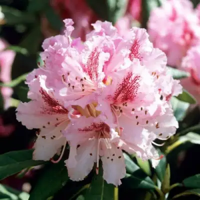 Рододендрон ЧИР в Борисове