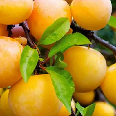 Слива МЕДОВАЯ ЖЁЛТАЯ в Борисове