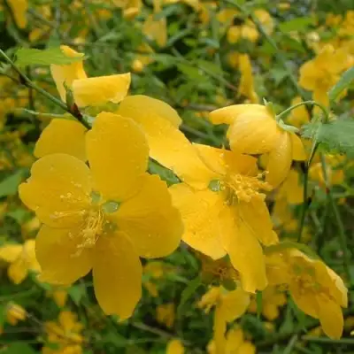 Керрия японская ГОЛДЕН ГИНЕЯ в Борисове