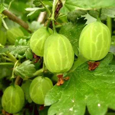 Крыжовник МАЛАХИТ в Борисове