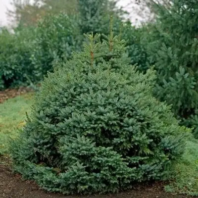 Ель НАНА сербская в Борисове