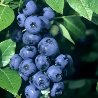 Голубика НОРТ КАНТРИ в Борисове