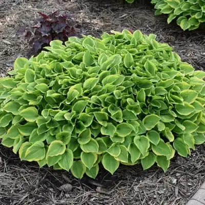 Хоста ГОЛДЕН ТИАРА в Борисове