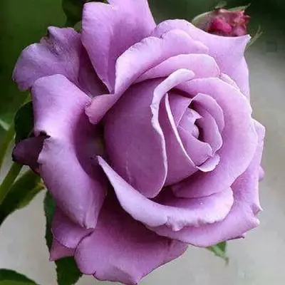 Роза МАЙЗЕР чайно-гибридная в Борисове