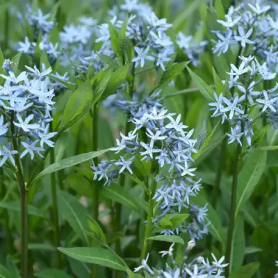 Амсония иволистная в Борисове