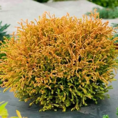 Туя ГОЛДЕН ТАФФЕТ западная в Борисове