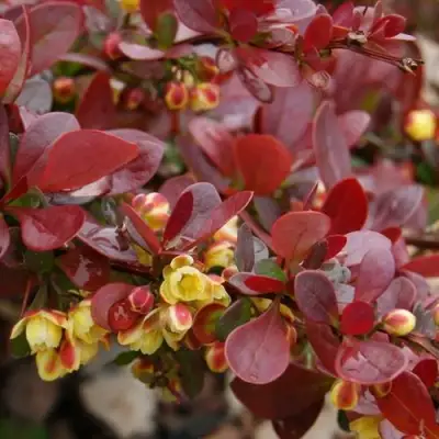 Барбарис КАРМЕН тунберга в Борисове