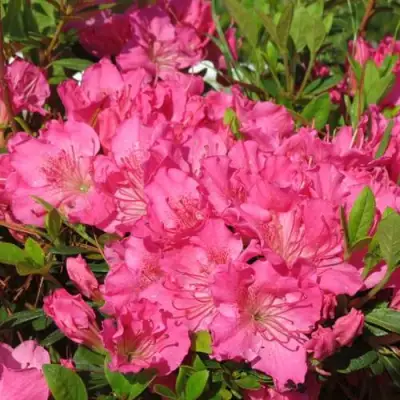 Азалия КИРСТИН японская в Борисове