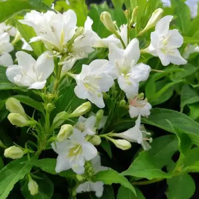 Вейгела БРИСТОЛЬСКАЯ СНЕЖИНКА в Борисове