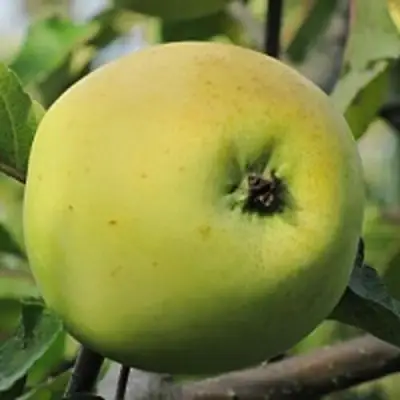 Яблоня РОССИЯНКА в Борисове