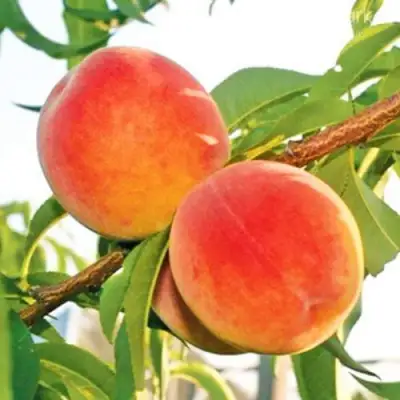 Персик ОНТАРИО в Борисове